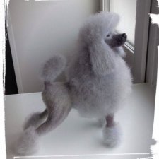 Мои шерстянные малыши