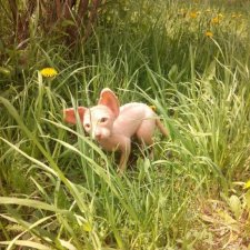 Мои первые сфинксы