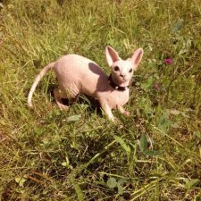 Сфинкс на прогулке