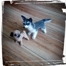 Хаски и мопсик