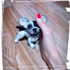 Мой новый малыш