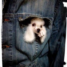 Брошь Пудель