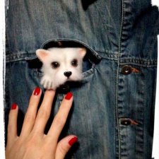 Брошь Вест хайленд уайт терьер