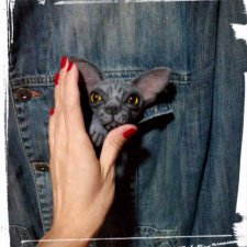 Брошь Сфинкс