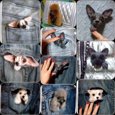 Сфинксоброшь