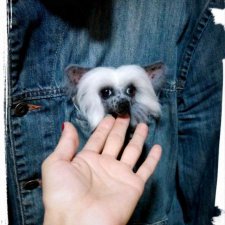 Китайская хохлатая собачка