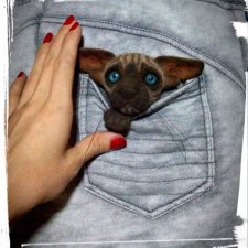 Котоброшь без породы, не то сфинкс,не то сиам