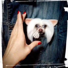 Брошь Китайская хохлатая