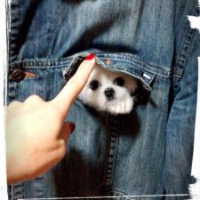 Брошь щенок Мальтезе