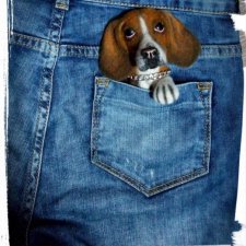 Брошь "Бигль"