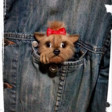 Йоркоброшь