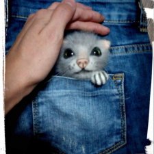 Последняя в этом году котоброшь