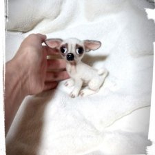 Мини чихуашечка