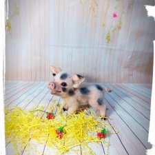 Мой первый поросенок