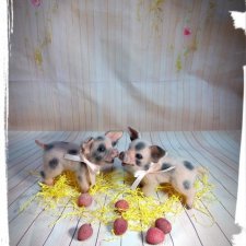 Мои поросятки