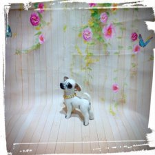 Мини чихуа -хуа