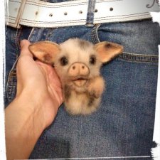 Брошь "Поросёнок"