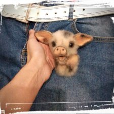 Свиноброшка