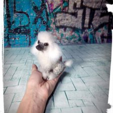 Мини пудель и брошь