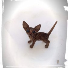 Котенок сфинкс