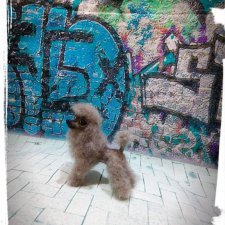 Мини пудель