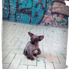 Мой первый мини сфинкс