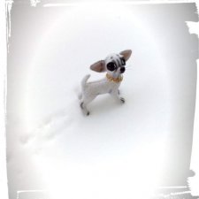 Мини чихуашечка