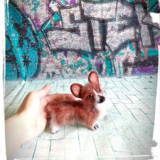 Мой первый вельш корги пемброк в формате мини