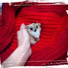 Брошь чихуахуа