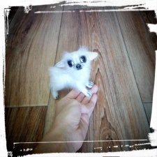 Моя первая длинношерстная чихуашечка