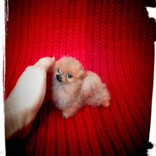 Мой первый микро шпиц