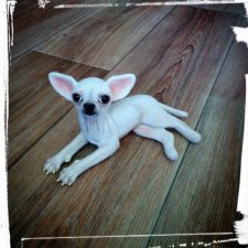 Моя чихуахуа