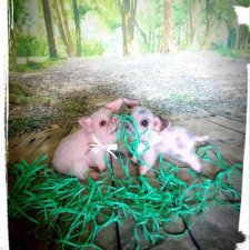 Мои поросята