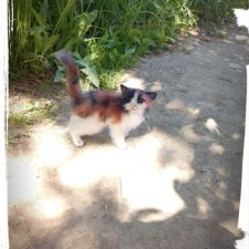 Моя кошечка