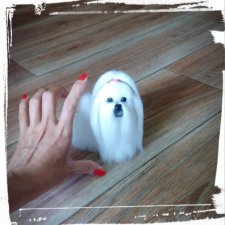 Мальтийская болонка