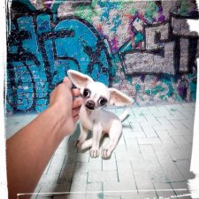 Мои чихуашки