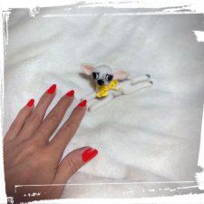 Микро чихуахуа