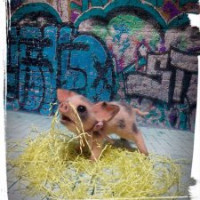 Поросёнок, символ 2019 года