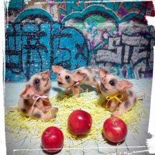 Три поросёнка