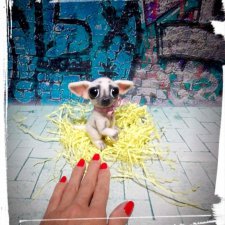 Мои мини чихуашки