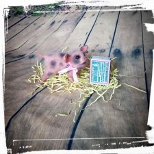 Микро поросенок