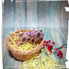 Мини поросёнок