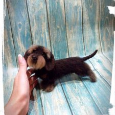 Еще одна ж/ш таксочка