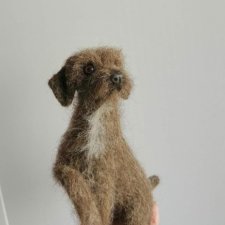 Жесткошерстная легавая