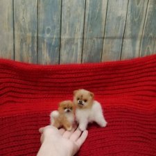 Микро шпицуля