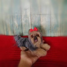 Йоркширский терьер