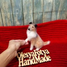 Моя первая колли