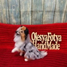 Моя вторая колли