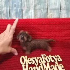 Жесткошерстная такса