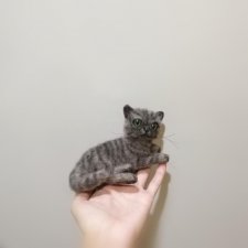 Котик полосатый